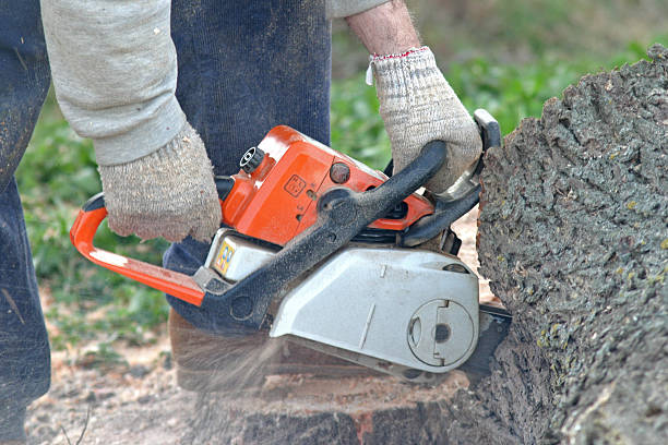 Best Tree Trimming and Pruning  in Fallston, MD