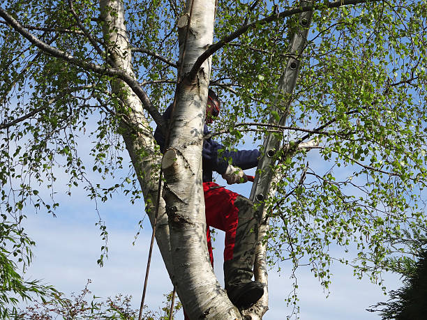 Best Commercial Tree Services  in Fallston, MD