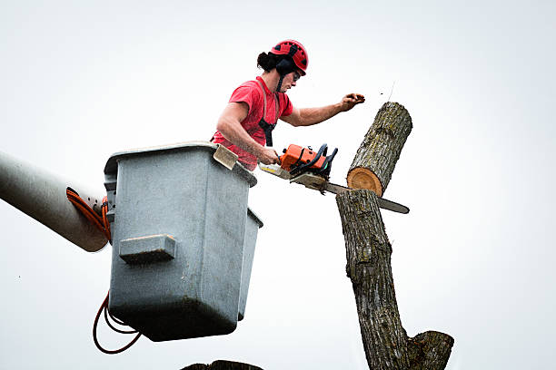 Fallston, MD Tree Care Company