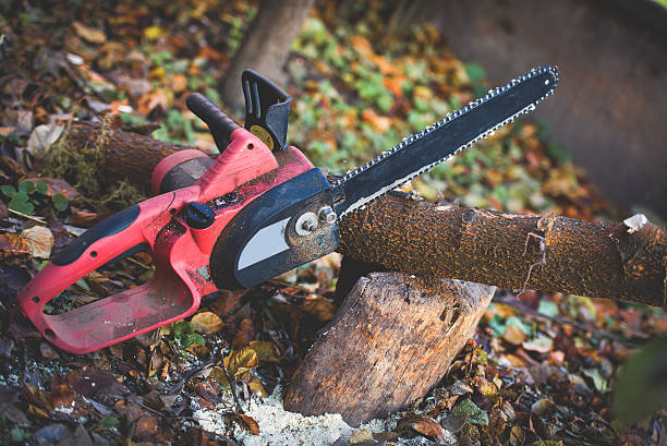 Best Root Management and Removal  in Fallston, MD