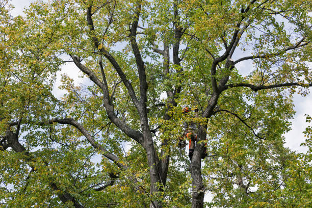 Best Arborist Consultation Services  in Fallston, MD